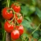 بذر گوجه فرنگی غول پیکر قرمز بوته ای 25 عددی