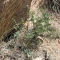 بذر گل اروانه 5 عددی