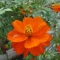 بذر گل ستاره ای نارنجی 30 عددی 