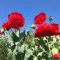 بذر گل شقایق پرپر قرمز 10 عددی 