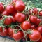 بذر گوجه گیلاسی خوشه ای ریز 20 عددی 