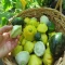بذر کدو ستاره ای میکس 10 عددی