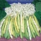بذر لوبیا کره 10 عددی 