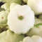 بذر کدو ستاره ای سفید 10 عددی