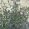 بذر کاروان کش 10 عددی