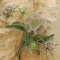 بذر گل کبوتر (گیاه طوسک) 10 عددی