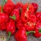 بذر فلفل اجی دو سی قرمز 10 عددی 