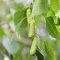 بذر توس (گیاه غان) 10 عددی