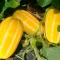 بذر خربزه کره ای  5 عددی