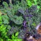 بذر کلم کیل قرمز روسی20 عددی