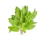 بذر ریحان تایلندی کاپرائو یا ریحان مقدس 50 عددی 