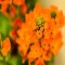 بذر گل ستاره ای پابلند پرگل نارنجی 1 گرمی