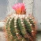 بذر کاکتوس نوتو هورستی  10 عددی