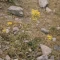 بذر علف چای اسکبروم 1 گرم 