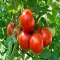 بذر گوجه فرنگی غول پیکر قرمز بوته ای 25 عددی