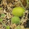 بذر خیار جوجه تیغی 5 عددی
