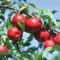 بذر سیب قرمز 10 گرم 