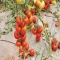 بذر گوجه فرنگی قرمز بوته ای آبدار 2 گرمی