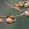  بذر خرمالو وحشی 5 عددی 
