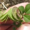 بذر یونجه دایره ای (تکمه ای) 20 عددی