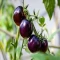 بذر گوجه فرنگی غول پیکر ارغوانی درختی 25 عددی