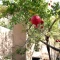 بذر انار 30 عددی