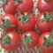 بذر گوجه گیلاسی چادویک 10 عددی 
