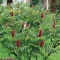 بذر سماق زینتی 10 عددی