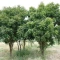 بذر چریش 5 عددی