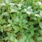 بذر ریحان سبز مبارکه 20 گرم