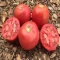 بذر گوجه فرنگی قرمز بوته ای آبدار 2 گرمی