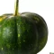 بذر کدو تنبل سبز 5 عددی 
