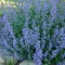 بذر نعنا گربه ای 100 عددی