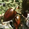 بذر گوجه فرنگی رنگین کمان اتمیک 10 عددی 