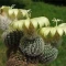 بذر کاکتوس فرالیا آنجلسی  5 عددی