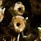 بذر اشنان 10 عددی