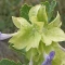 بذر گل اروانه 5 عددی