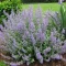 بذر نعنا گربه ای 100 عددی