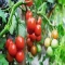 بذر گوجه فرنگی قرمز بوته ای آبدار 2 گرمی