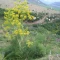 بذر باریجه 1 گرم 