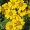 بذر گل پروانه ای (وربسینا) 1 گرم 