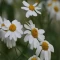 بذر بابونه شیرازی 1 گرمی