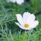 بذر گل ستاره ای سفید 30 عددی 