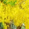 بذر درختچه کاسیا (گل پهلوی) 10  عددی