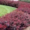 زرشک برگ قرمز ژاپنی 5 عددی
