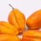 بذر بادمجان فرانسوی 10 عددی 