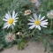 بذر گل ستاره ای وش 10 عددی