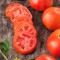 بذر گوجه فرنگی راتگرز 10 عددی