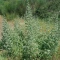 بذر گل گاوزبان ایتالیایی 10 عددی