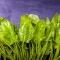 بذر اسفناج بی تیغ 20 گرمی